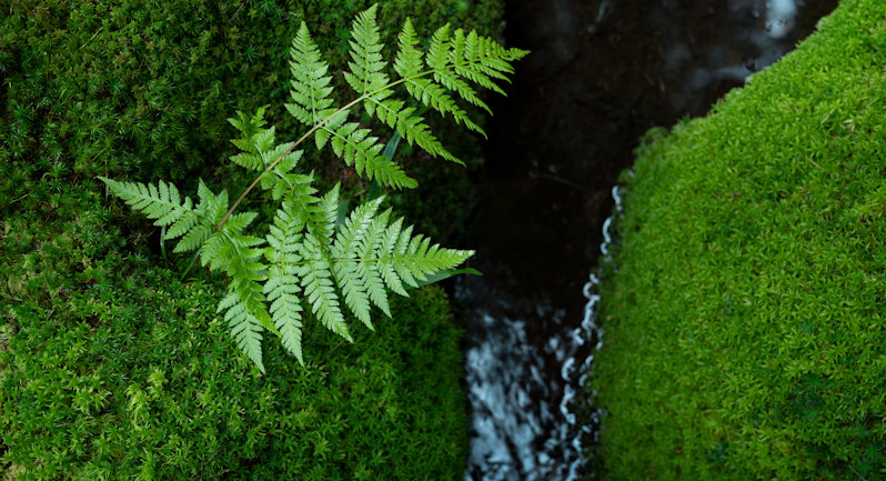 Green leaf